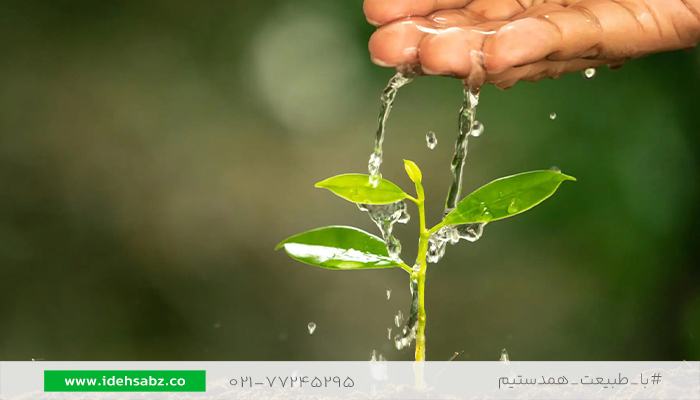 شرایط نگهداری درخت مورت | درختچه مورد