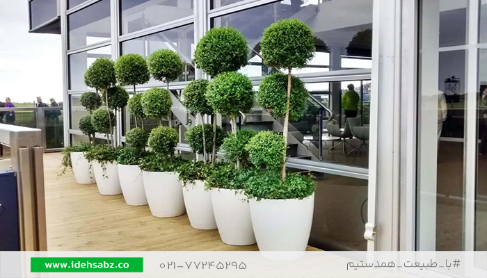کاشت مورت چند سر در فلاور باکس | خرید درختچه مورت