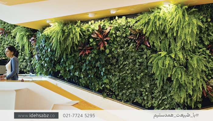 اتخاب بهترین گیاهان دیوار سبز | سرخس&zwnj;ها