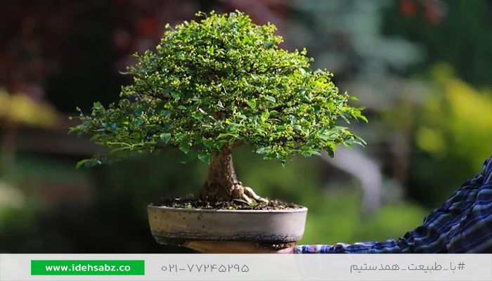 بونسای مورت | درختچه خانگی