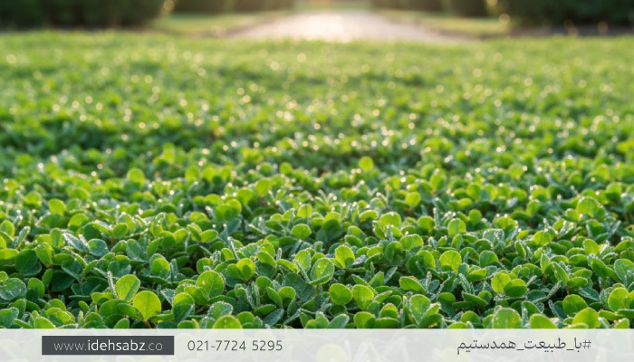 عمر مفید چمن دایکوندرا | طول عمر چمن دایکندرا