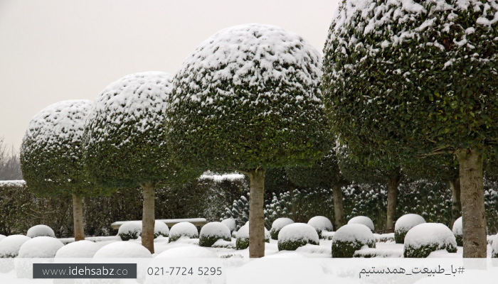  درختچه مورت | آشنایی با درختان مقاوم به سرما