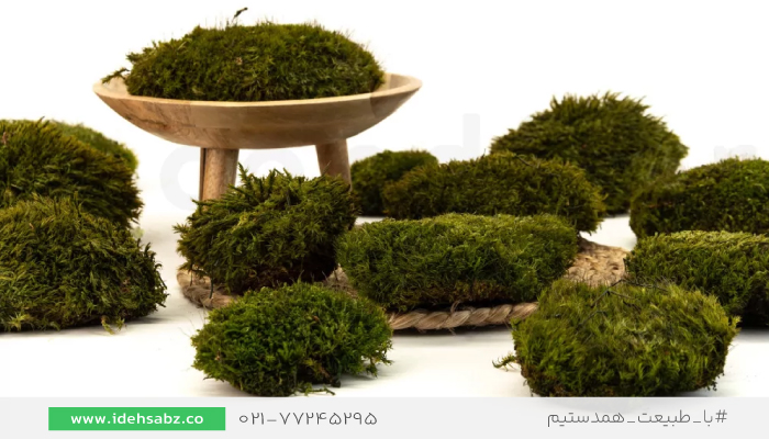 آموزش ماسوال با خزه