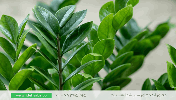 زامیفولیا | گیاهان تراس