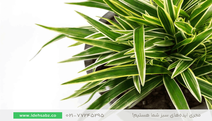دراسنا پرچمی | گیاهان مناسب تراس
