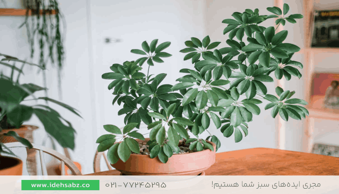 شفلرا | گیاهان مناسب تراس