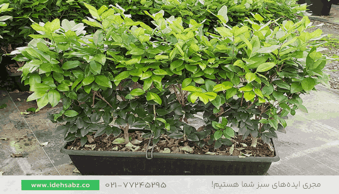 یاس هلندی | گیاهان مناسب تراس سبز