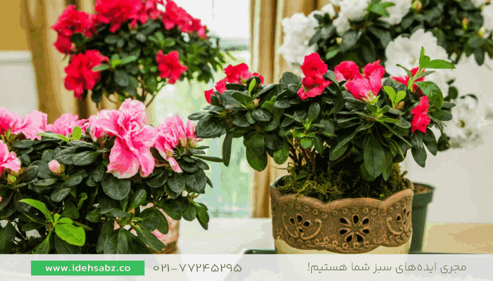 درختچه آزالیا | گیاهان مناسب کاشت در تراس