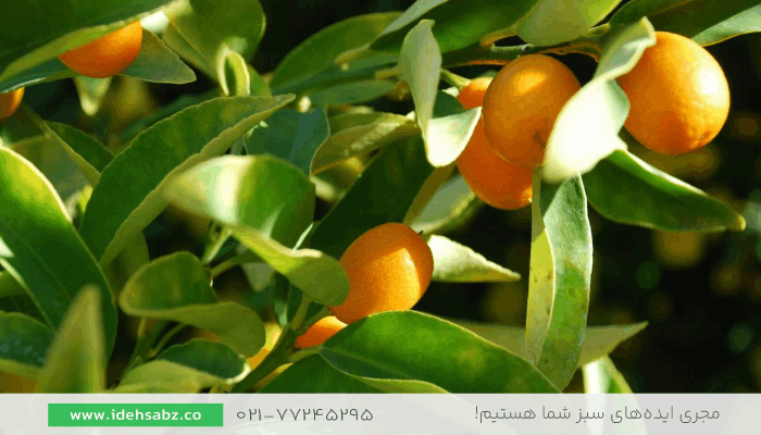 درختچه کامکوات | درختچه مناسب تراس