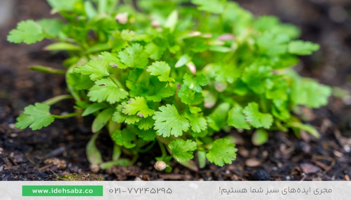 سبزی جعفری | سبزی مناسب کاشت در بالکن