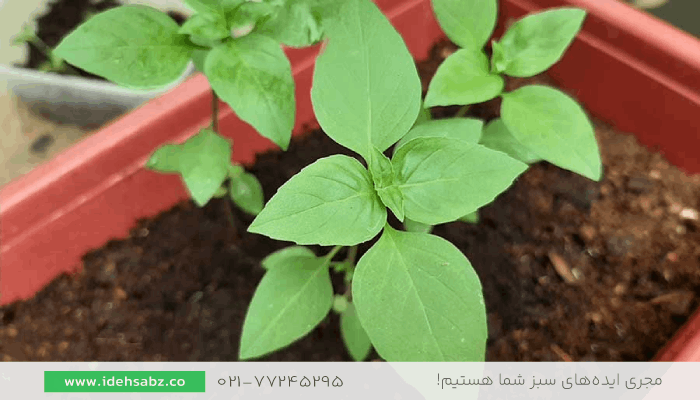ریحان | سبزی مناسب کاشت در بالکن