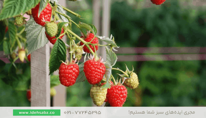 تمشک تابستانی | گیاه مناسب تراس