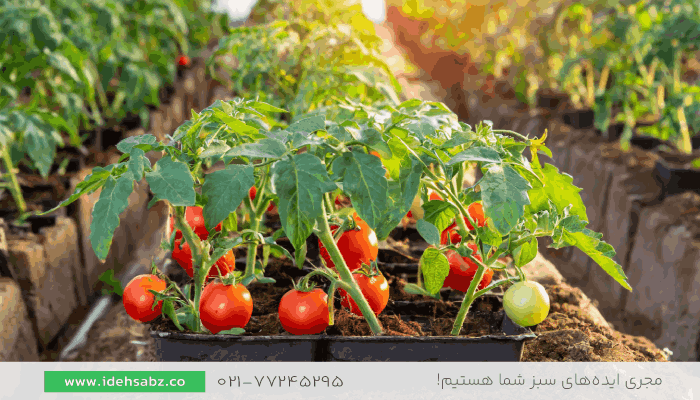 گوجه گیلاسی | گیاهان مناسب تراس