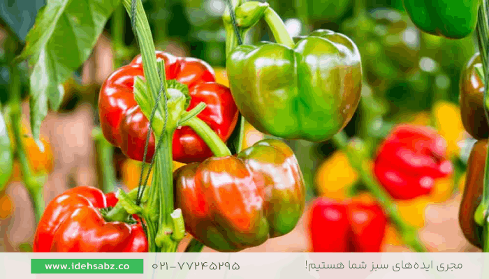 فلفل دلمهای | گیاهان مناسب بالکن
