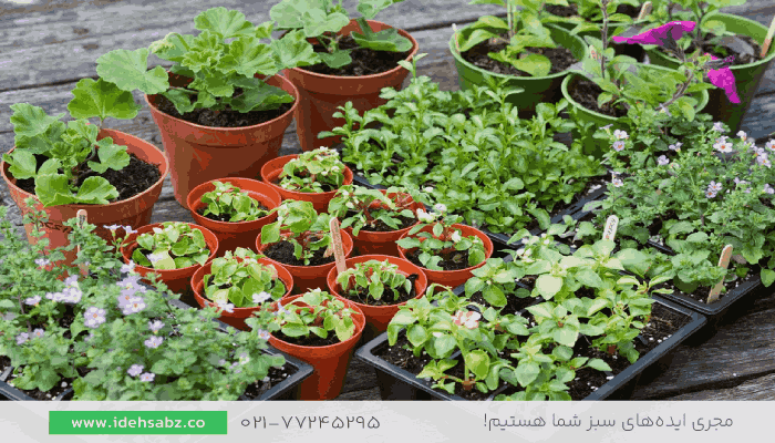 فروش عمده گیاه فضای سبز | فروش گیاهان فضای باز