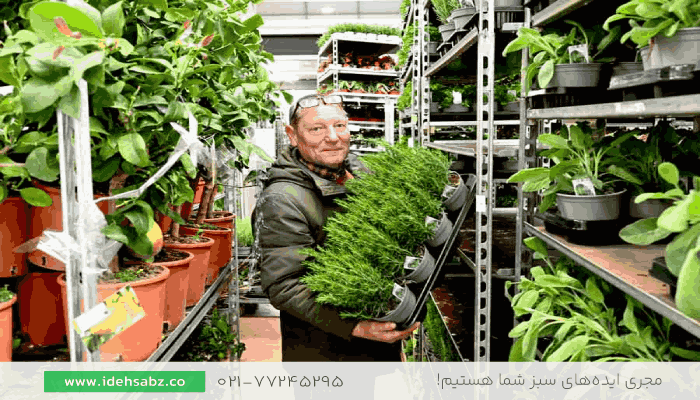 خرید عمده گیاهان فضای باز | گیاهان محوطه سازی