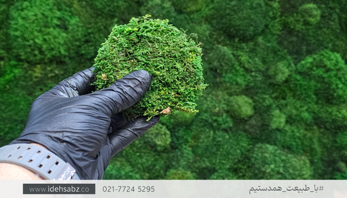 نگهداری ماس وال | نگهداری دیوار خزه&zwnj; ای | بازسازی و احیای ماس وال