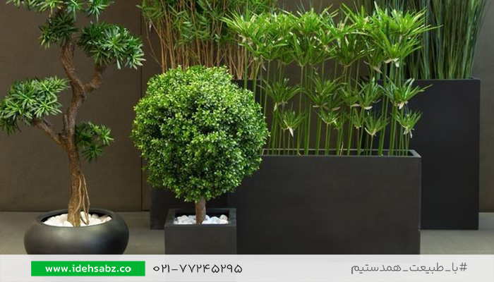 دکوراسیون باشگاه بدنسازی | استفاده از گیاهان زنده