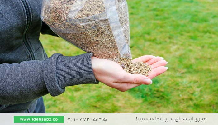 ترمیم چمن فوتبال | کاشت بذر چمن طبیعی