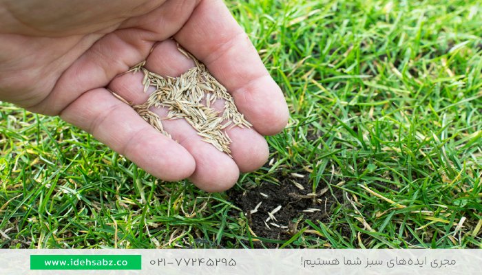 ترمیم چمن زمین فوتبال | واکاشت چمن طبیعی