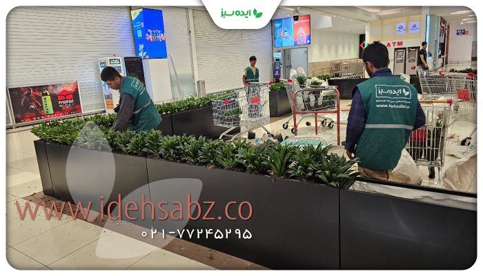 نمونه کار | کاشت گیاه دراسینا کامپکت در هایپر استار