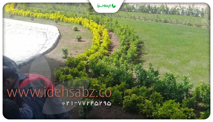 نمونه کار | گیاهان مناسب برای محیط های صنعتی