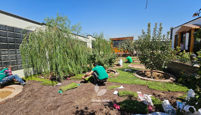 نمونه کار کاشت چمن دایکوندرا کردان