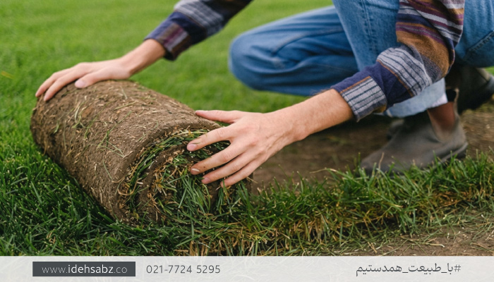 چمن رولی فستوکا | چمن چهار تخم