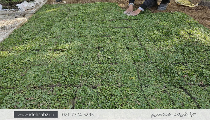 مدل کاشت چمن رول طبیعی | تکنیک کاشت متراکم