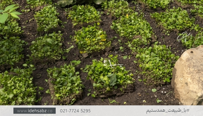 مدل کاشت چمن رول طبیعی | تکنیک کاشت پازلی