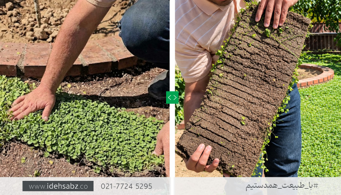چمن دایکوندرا قالبی