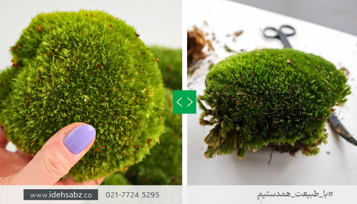 خزه کاشن چیست؟ | Cushion Moss