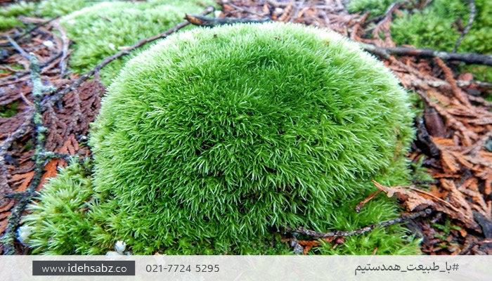 انواع خزه کاشن | خزه leucobryum glaucum&nbsp;
