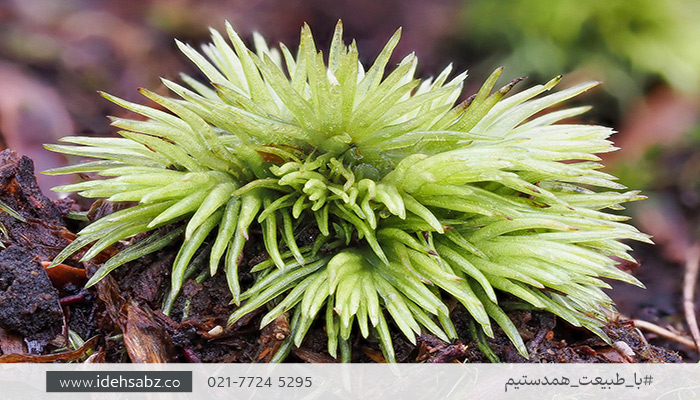خزه Leucobryum albidum | گونه&zwnj;ای از خزه کاشن