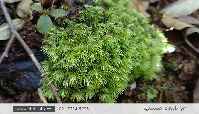 خزه Leucobryum bowringii | گونه&zwnj;ای از خزه کاشن