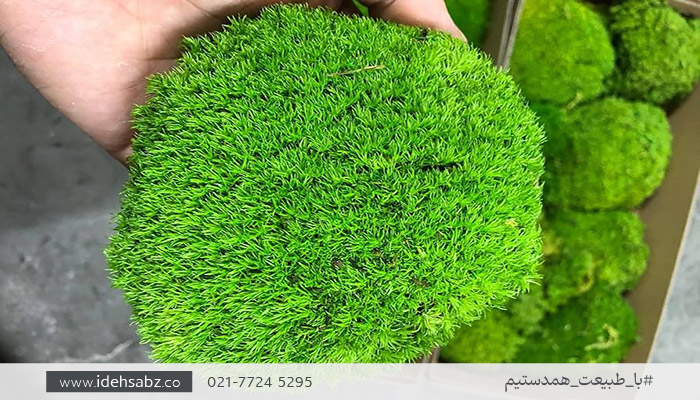خزه توپی کاشن | Cushion Moss