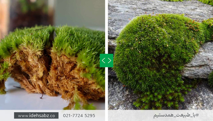 خزه صخره&zwnj;ای | Rock Moss