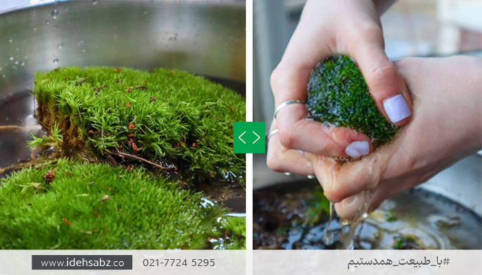 استفاده از خزه کاشن به عنوان منبع ذخیره آب در تراریوم