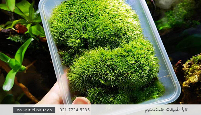 Leucobryum juniperoideum | خزه کاشن