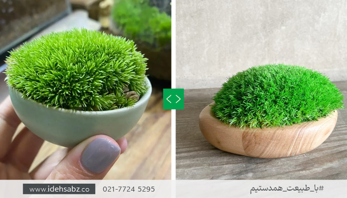 ساخت المان دکوراتیو با خزه کاشن 