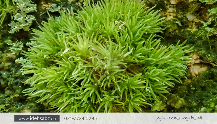 خزه کاشن | L.juniperoideum