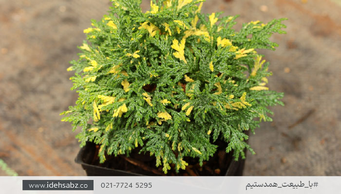 درختچه مناسب روف گاردن | درختچه کامیس پاریس