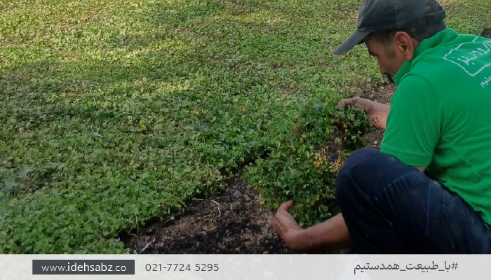گیاهان مناسب روف گاردن | چمن دایکوندرا