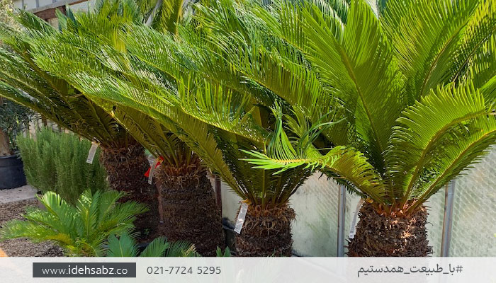 درخت مناسب بام سبز | نخل سیکاس