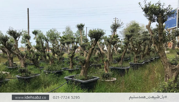 خرید درخت مناسب روف گاردن | درخت زیتون هخامنشی