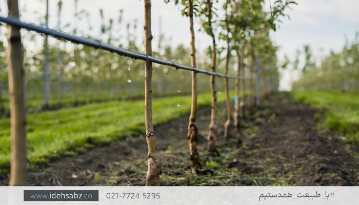 سیستم آبیاری قطره&zwnj;ای | اصول محوطه سازی باغ