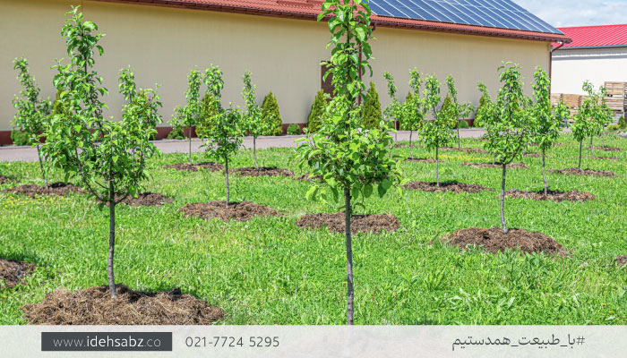 کاشت درختان میوه در باغ ویلا | الگوی مناسب کاشت