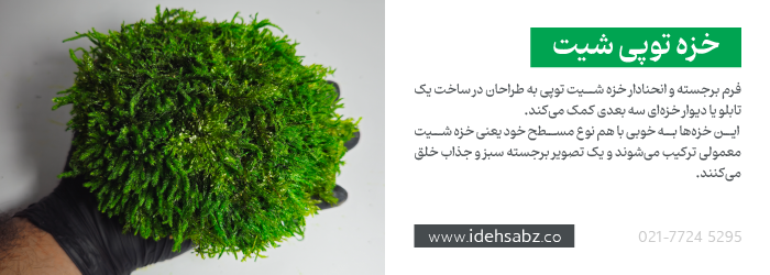 خزه توپی شیت {Ball Sheet Moss} در ساخت ماس وال