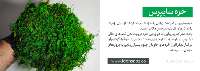 خزه سایپرس {Fern Moss} در ساخت ماس وال