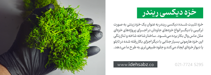 خزه دیکسی ریندر {Reindeer Moss} در ساخت ماس وال یا دیوار خزه&zwnj;ای